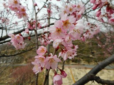 ３分咲のケイオウザクラ